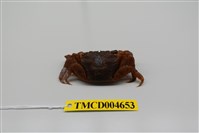 藏品(雙齒近相手蟹)的圖片